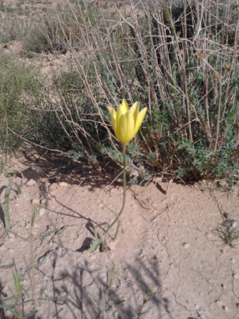 Tulipa bieber